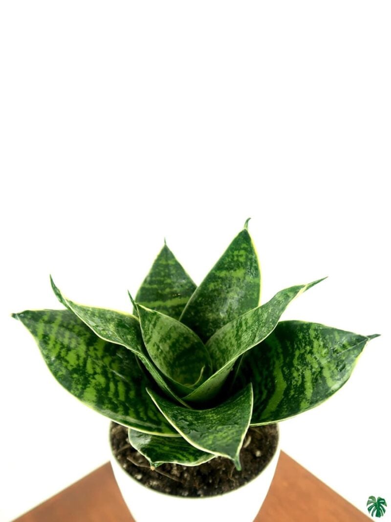 Sansevieria Green Hahnii 3X4 Product Peppyflora 01 A Moz