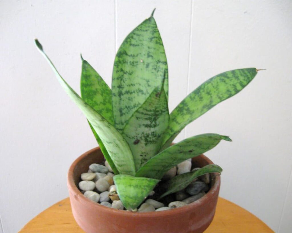 Sansevieria Green Hahnii Peppyflora Products 02 Moz