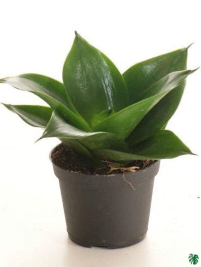 Sansevieria-Hahnii-Jade-Green-Peppyflora-3x4-Product-Peppyflora-01-b-Moz