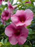 Allamanda-Blanchetii-Pink-Trumpet-3x4-Product-Peppyflora-01-a-Moz