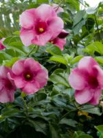 Allamanda-Blanchetii-Pink-Trumpet-3x4-Product-Peppyflora-01-b-Moz