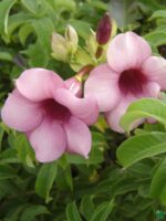 Allamanda-Blanchetii-Pink-Trumpet-3x4-Product-Peppyflora-01-d-Moz