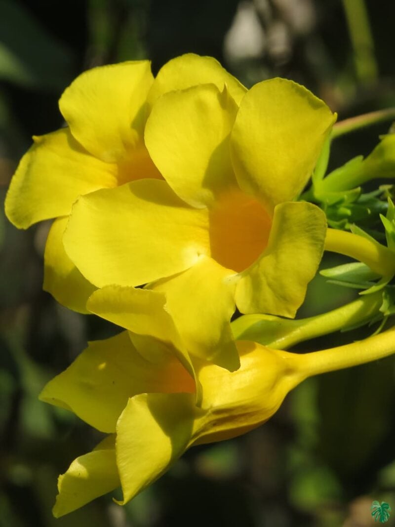 Allamanda Cathartica Yellow Golden Trumpet 3X4 Product Peppyflora 01 A Moz
