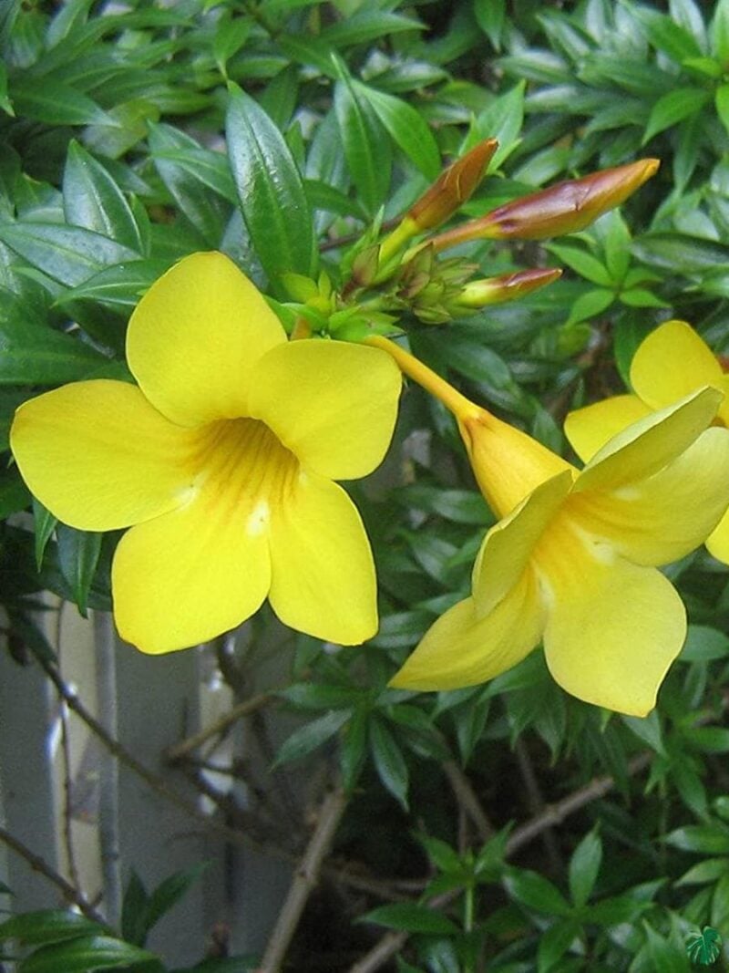 Allamanda-Cathartica-Yellow-Golden-Trumpet-3x4-Product-Peppyflora-01-b-Moz
