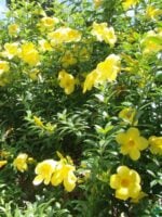 Allamanda-Cathartica-Yellow-Golden-Trumpet-3x4-Product-Peppyflora-01-c-Moz