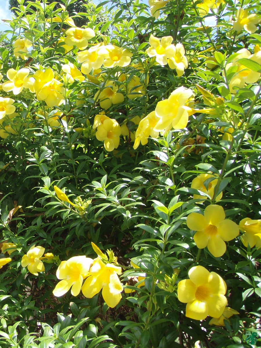 Allamanda Cathartica 'Yellow' for Sale | Peppyflora®