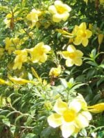 Allamanda-Cathartica-Yellow-Golden-Trumpet-3x4-Product-Peppyflora-01-d-Moz