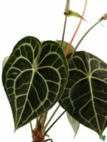 Anthurium-Clarinervium-Heart-shaped-3x4-Product-Peppyflora-01-b-Moz
