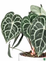 Anthurium-Clarinervium-Heart-shaped-3x4-Product-Peppyflora-01-d-Moz