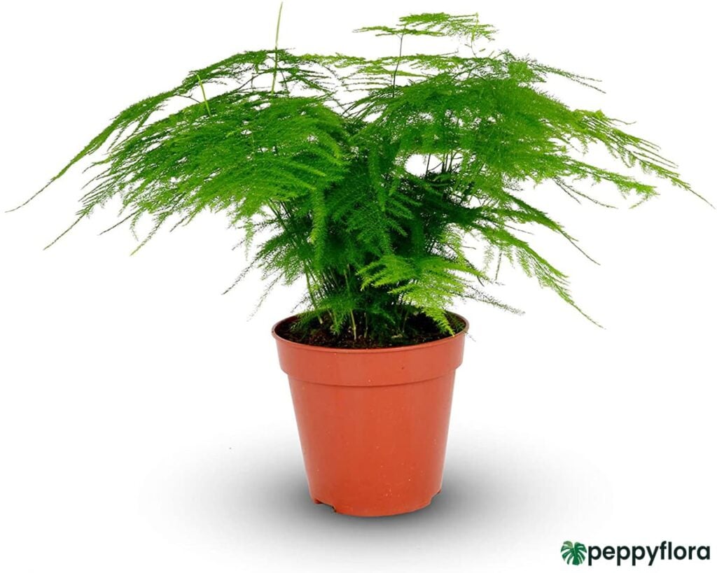 Asparagus Plumosus Product Peppyflora 02 Moz