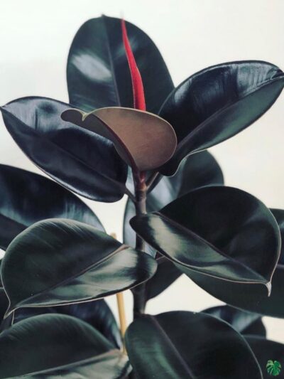 Black-Prince-Rubber-Plant-Ficus-Elastica-Burgundy-3x4-Product-Peppyflora-01-b-Moz