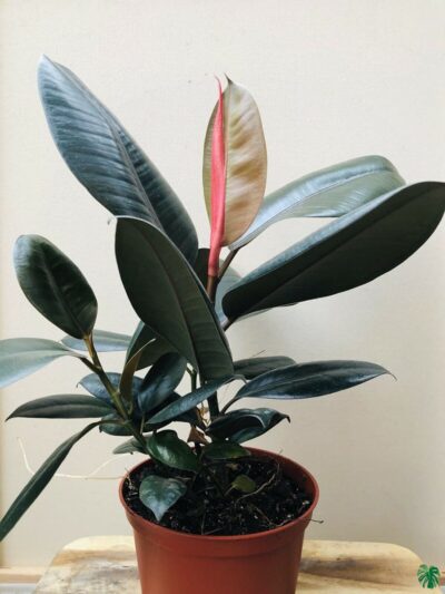 Black-Prince-Rubber-Plant-Ficus-Elastica-Burgundy-3x4-Product-Peppyflora-01-c-Moz