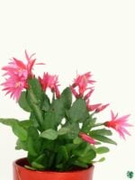 Christmas-Cactus-Pink-Schlumbergera-Bridgessii-Crab-Claw-Cactus-3x4-Product-Peppyflora-01-a-Moz