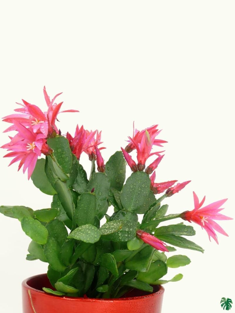 Christmas Cactus Pink Schlumbergera Bridgessii Crab Claw Cactus 3X4 Product Peppyflora 01 A Moz