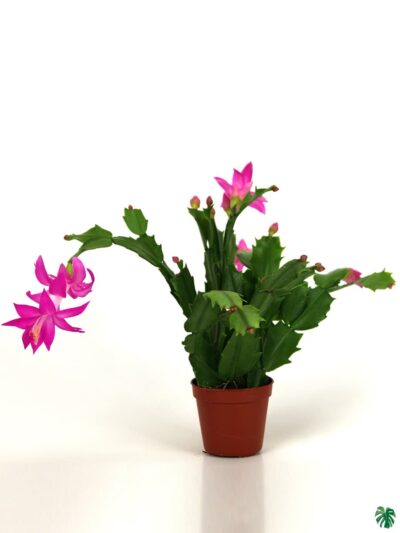 Christmas-Cactus-Pink-Schlumbergera-Bridgessii-Crab-Claw-Cactus-3x4-Product-Peppyflora-01-b-Moz