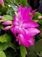 Christmas-Cactus-Pink-Schlumbergera-Bridgessii-Crab-Claw-Cactus-3x4-Product-Peppyflora-01-c-Moz