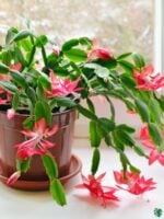 Christmas-Cactus-Red-Schlumbergera-ZygoCactus-3x4-Product-Peppyflora-01-a-Moz