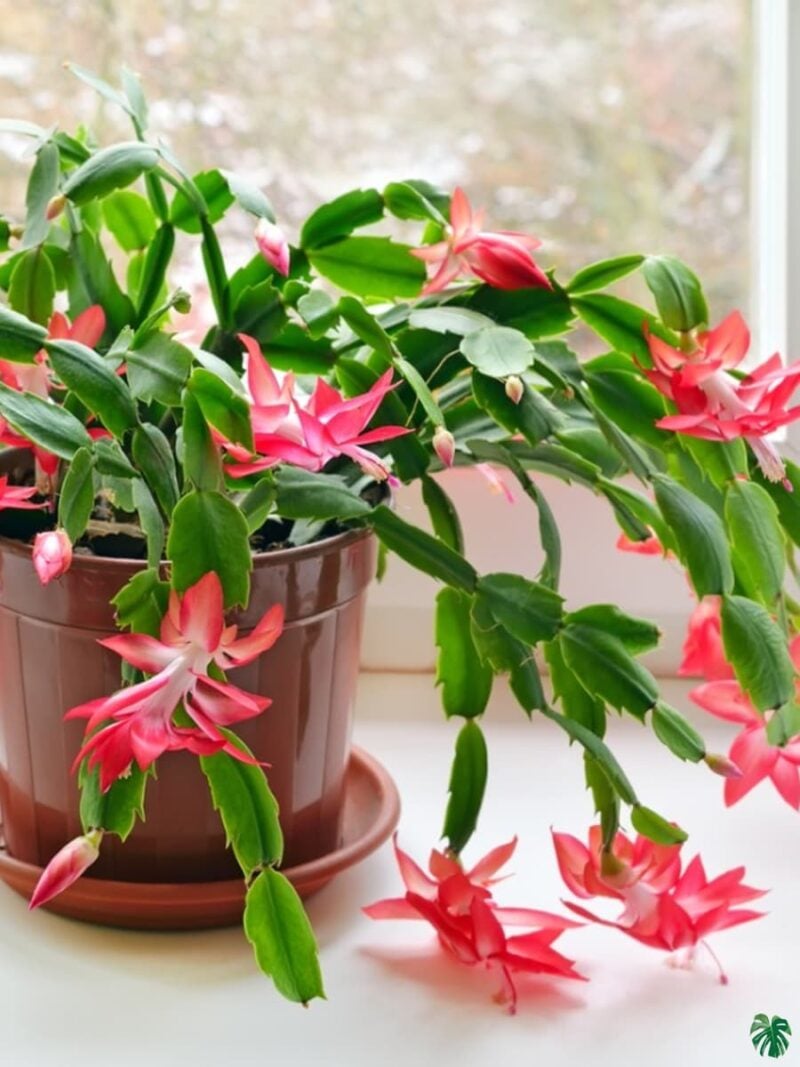 Christmas Cactus Red Schlumbergera Zygocactus 3X4 Product Peppyflora 01 A Moz
