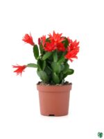Christmas-Cactus-Red-Schlumbergera-ZygoCactus-3x4-Product-Peppyflora-01-c-Moz