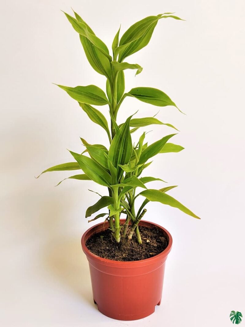 Dracaena Sanderiana 3X4 Product Peppyflora 01 A Moz