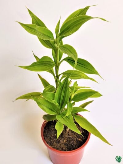 Dracaena-Sanderiana-3x4-Product-Peppyflora-01-b-Moz