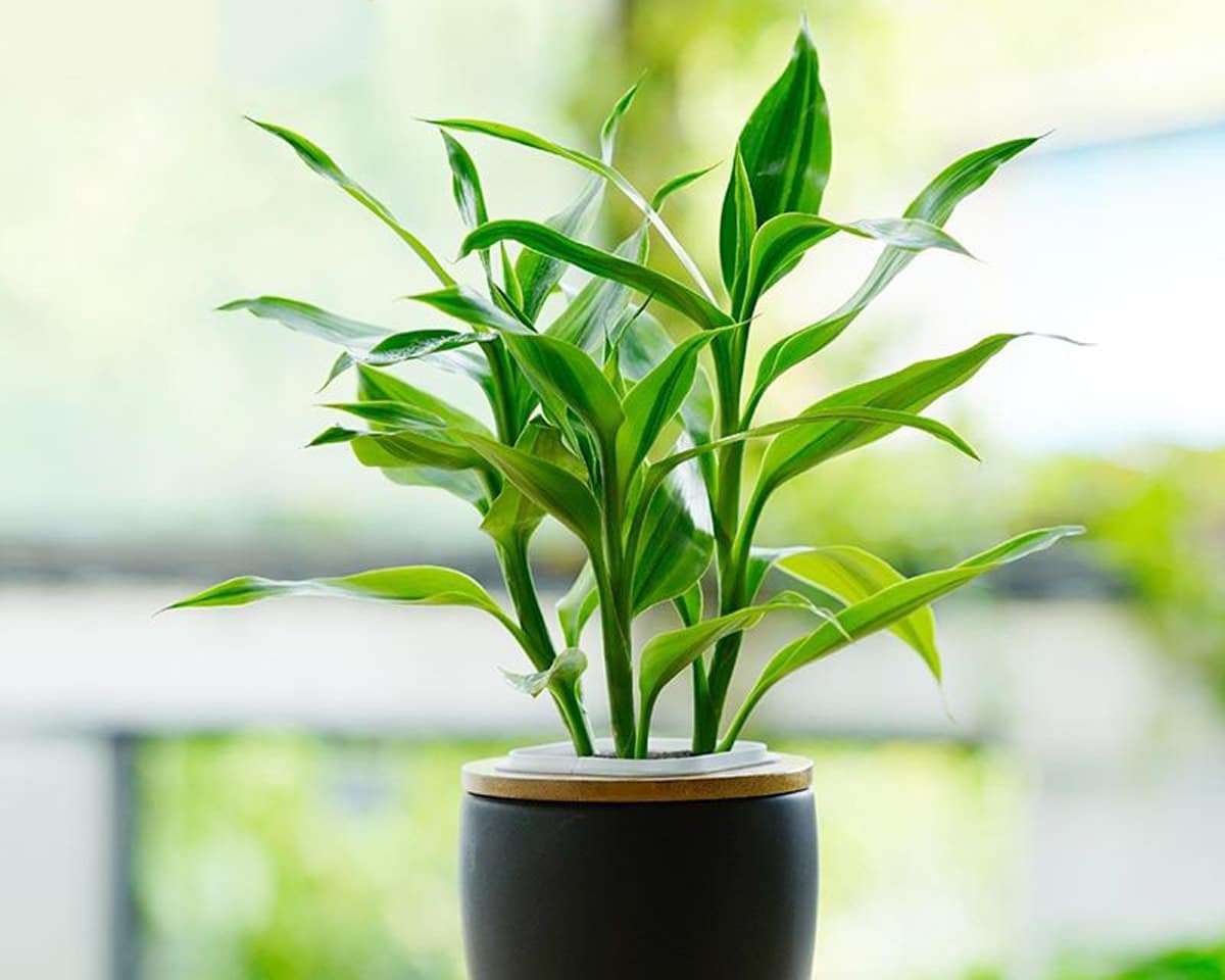 Buy Dracaena Sanderiana Online Peppyflora   Dracaena Sanderiana Peppyflora Product 02 