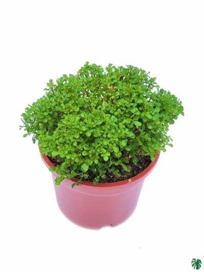 Dwarf-Kamini-Murraya-Paniculata-Peppyflora-Product-01-c-Moz