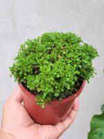 Dwarf-Kamini-Murraya-Paniculata-Peppyflora-Product-01-d-Moz