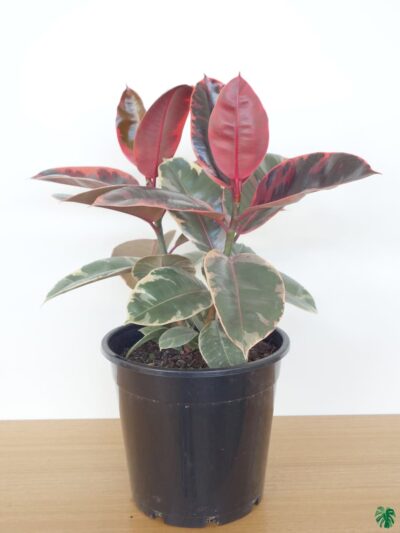Ficus-Elastica-Ruby-Belize-3x4-Product-Peppyflora-01-a-Moz
