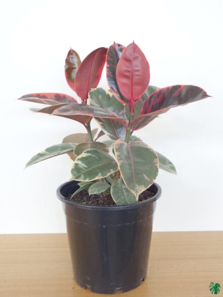 Buy Ficus Elastica 'Ruby' - Belize Rubber Plant Online | Peppyflora®