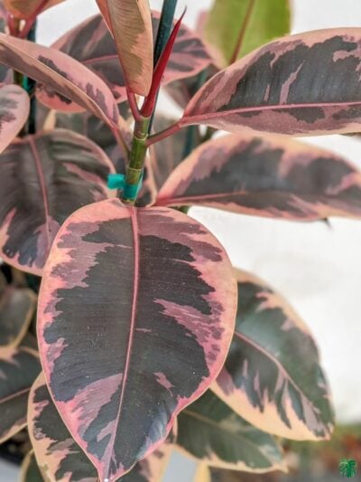 Ficus-Elastica-Ruby-Belize-3x4-Product-Peppyflora-01-b-Moz