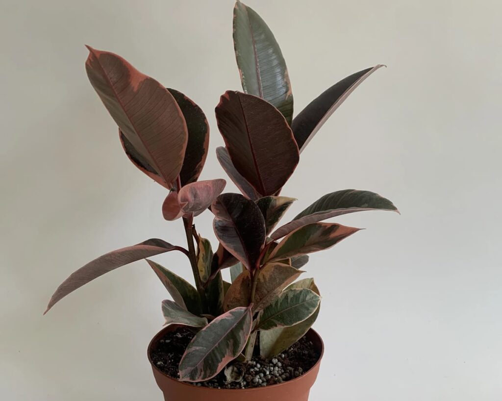 Ficus-Elastica-Ruby-Belize-Peppyflora-Product-02-moz