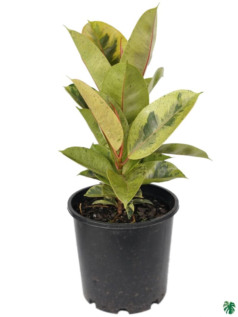 Ficus Elastica Shivereana 3X4 Product Peppyflora 01 A Moz