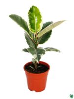 Ficus-Elastica-Tineke-Variegated-Rubber-Plant-3x4-Product-Peppyflora-01-a-moz