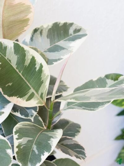 Ficus-Elastica-Tineke-Variegated-Rubber-Plant-3x4-Product-Peppyflora-01-b-moz