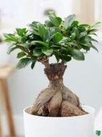 Ficus-Ginseng-Bonsai-Ficus-Microcarpa-3x4-Product-Peppyflora-01-a-Moz