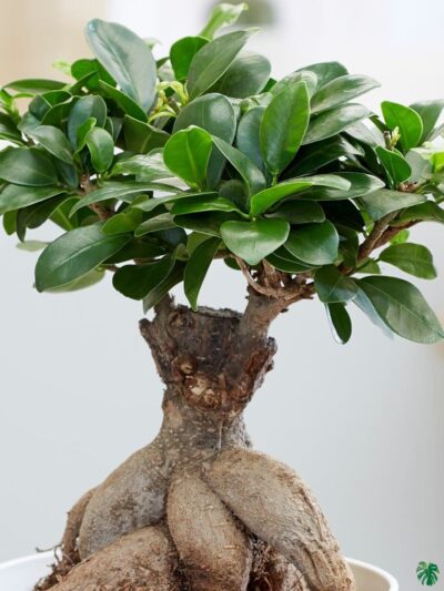 Ficus-Ginseng-Bonsai-Ficus-Microcarpa-3x4-Product-Peppyflora-01-b-Moz