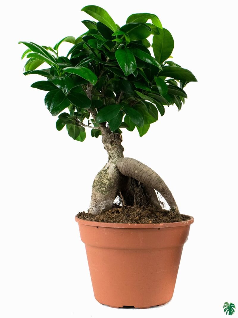 Ficus-Ginseng-Bonsai-Ficus-Microcarpa-3x4-Product-Peppyflora-01-c-Moz