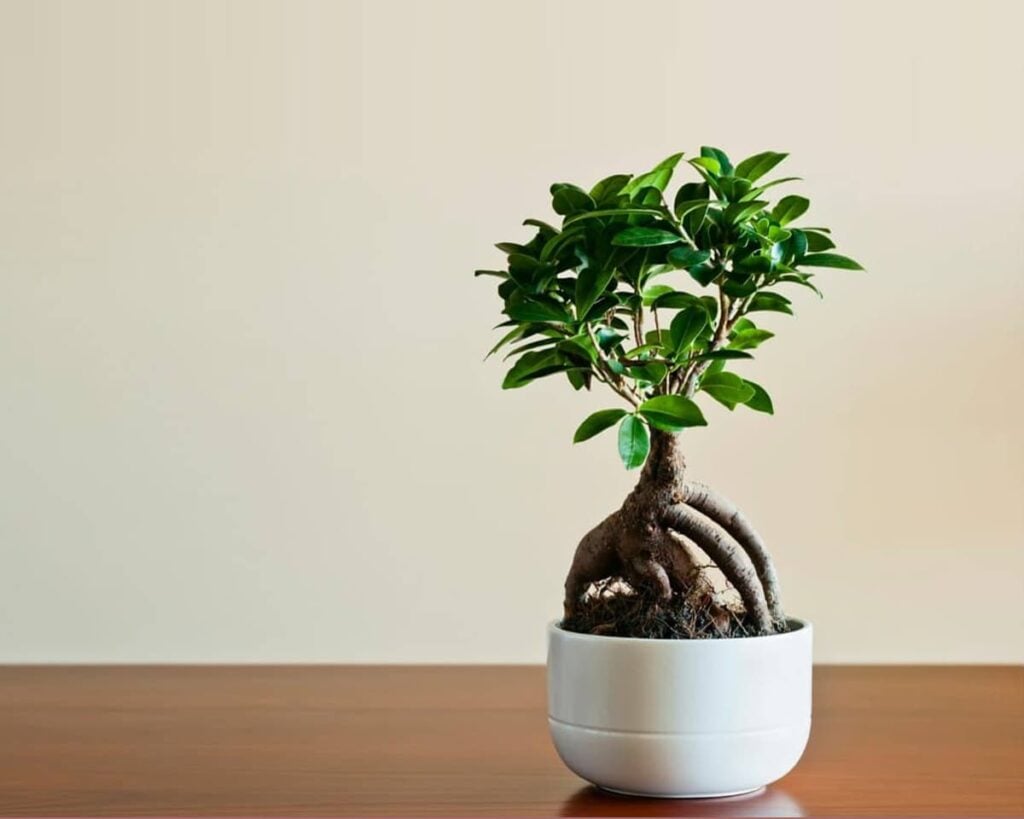 Ficus-Ginseng-Bonsai-Ficus-Microcarpa-Peppyflora-Product-02-moz