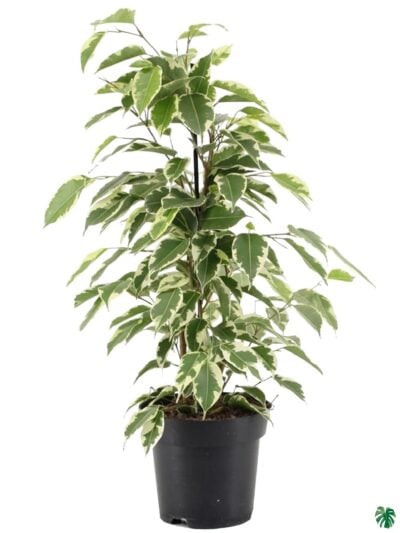 Ficus-Starlight-Ficus-Benjamina-3x4-Product-Peppyflora-01-a-Moz