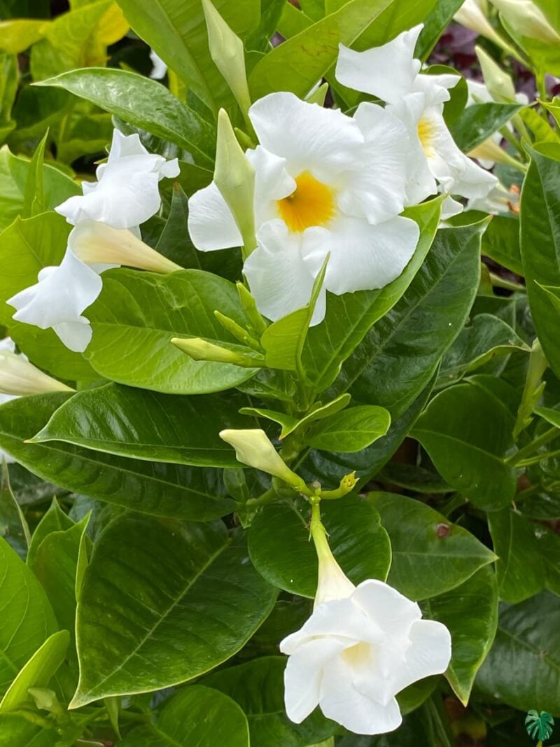 Mandevilla-White-Dipladenia-Rio-White-3x4-Peppyflora-Product-01-b-Moz