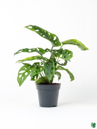 Monstera-Adansonii-Swiss-Cheese-Vine-3x4-Product-Peppyflora-01-c-Moz