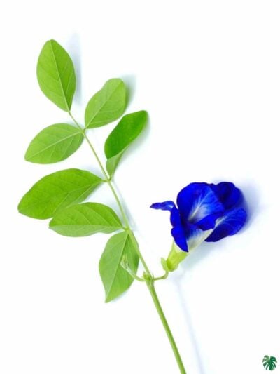 Nilkantha- Clitoria-Ternatea-Aparajita-Flower-3x4-Product-Peppyflora-01-a-Moz