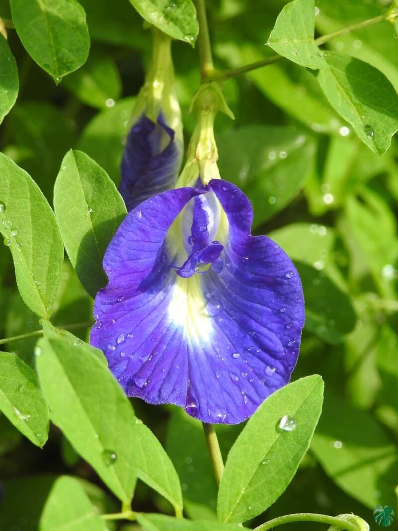 Nilkantha- Clitoria-Ternatea-Aparajita-Flower-3x4-Product-Peppyflora-01-b-Moz