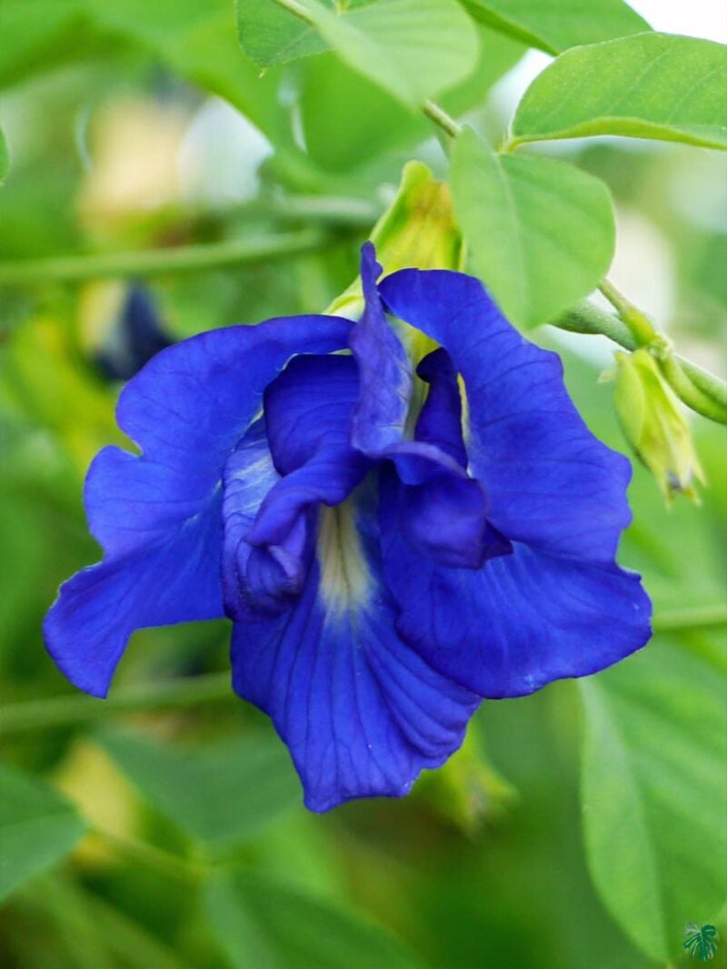 Nilkantha- Clitoria-Ternatea-Aparajita-Flower-3x4-Product-Peppyflora-01-c-Moz