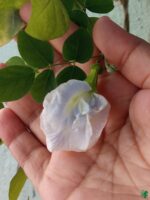 Nilkantha- Clitoria-Ternatea-Aparajita-Flower-3x4-Product-Peppyflora-01-e-Moz