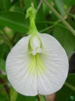 Nilkantha- Clitoria-Ternatea-Aparajita-Flower-3x4-Product-Peppyflora-01-f-Moz