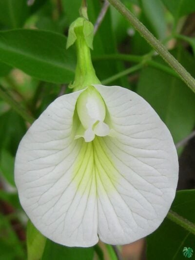 Nilkantha- Clitoria-Ternatea-Aparajita-Flower-3x4-Product-Peppyflora-01-f-Moz