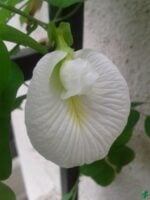 Nilkantha- Clitoria-Ternatea-Aparajita-Flower-3x4-Product-Peppyflora-01-g-Moz