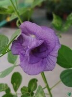 Nilkantha-Clitoria-Ternatea-Aparajita-Flower-3x4-Product-Peppyflora-01-v-Moz